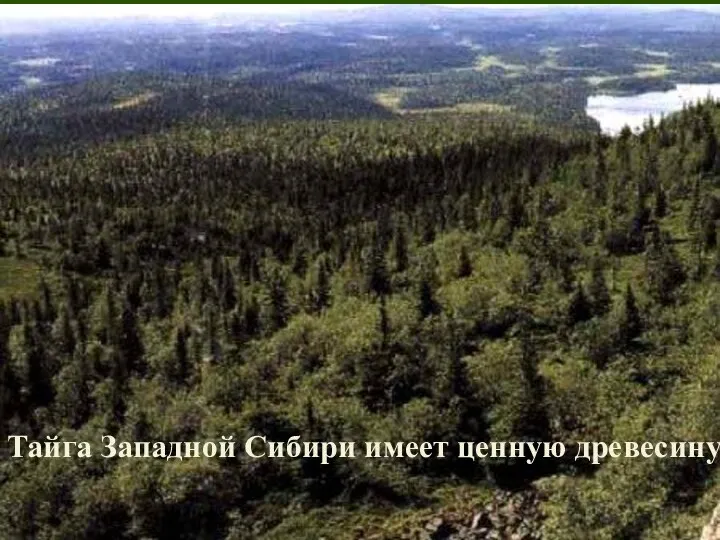 Тайга Западной Сибири имеет ценную древесину Тайга Западной Сибири имеет ценную древесину