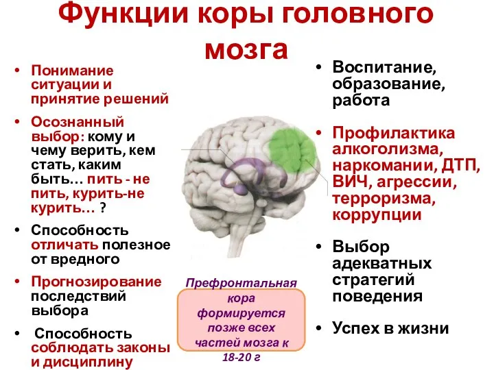 Функции коры головного мозга Понимание ситуации и принятие решений Осознанный выбор: