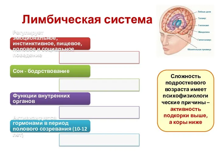 Регулирует эмоциональное, инстинктивное, пищевое, половое и социальное поведение Сон - бодрствование