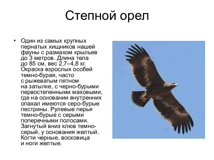 Степной орел Один из самых крупных пернатых хищников нашей фауны с