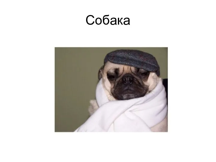 Собака