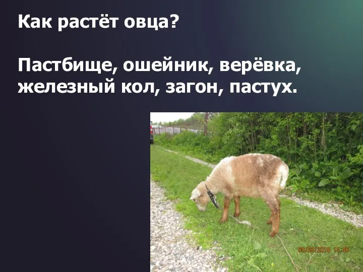 Как растёт овца? Пастбище, ошейник, верёвка, железный кол, загон, пастух.