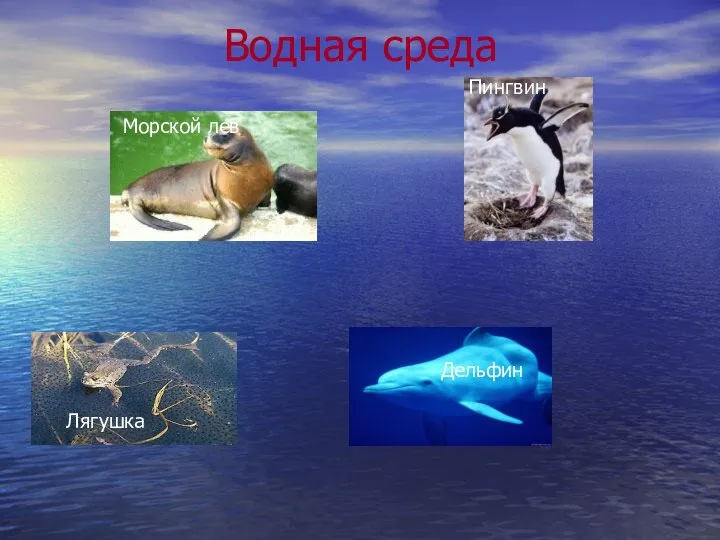 Водная среда Морской лев Пингвин Лягушка Дельфин