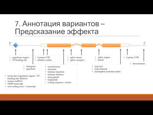 7. Аннотация вариантов – Предсказание эффекта