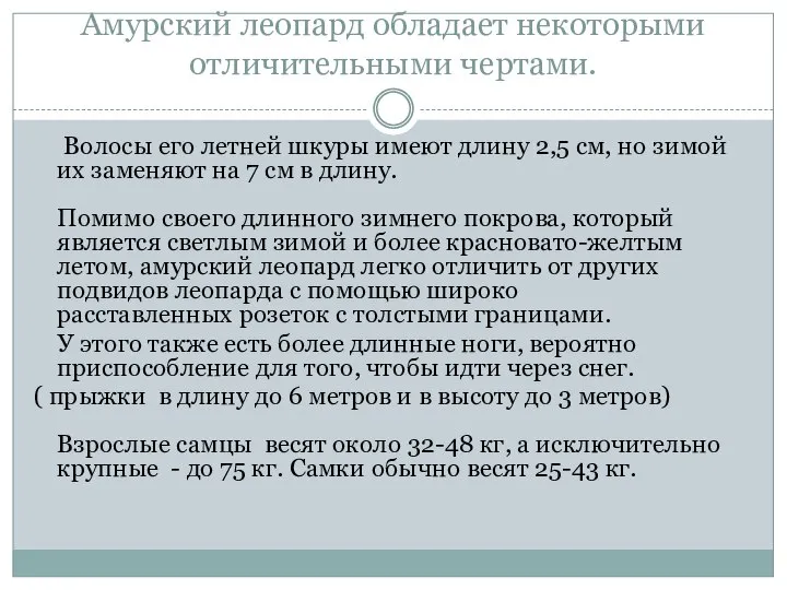 Амурский леопард обладает некоторыми отличительными чертами. Волосы его летней шкуры имеют