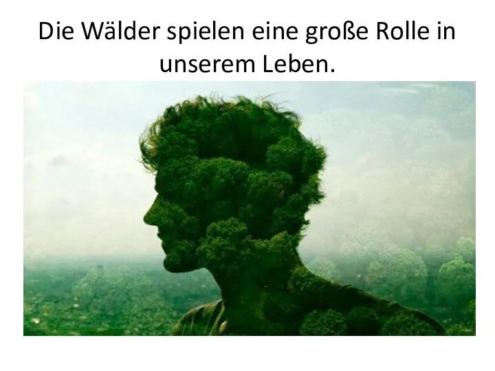 Die Wälder spielen eine große Rolle in unserem Leben.