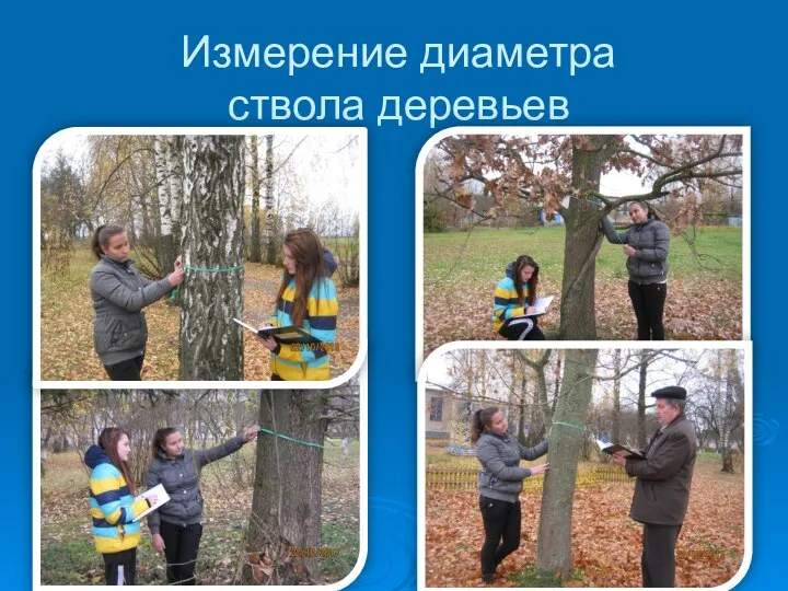 Измерение диаметра ствола деревьев