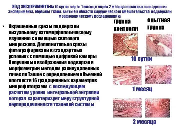 ХОД ЭКСПЕРИМЕНТА:На 10 сутки, через 1 месяц и через 2 месяца