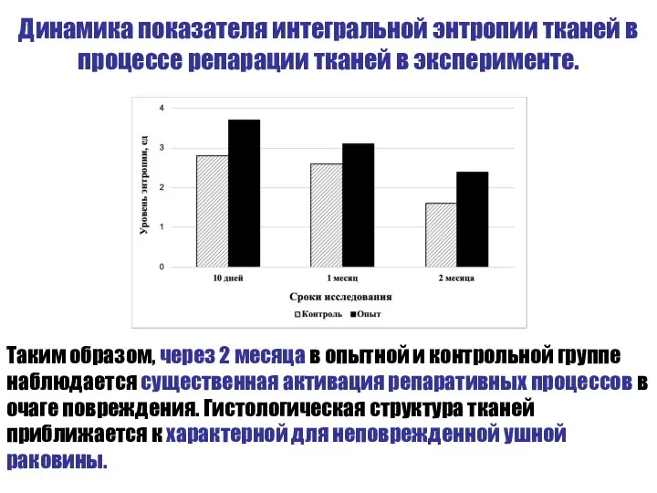 Динамика показателя интегральной энтропии тканей в процессе репарации тканей в эксперименте.