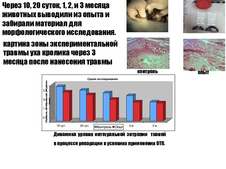 Через 10, 20 суток, 1, 2, и 3 месяца животных выводили