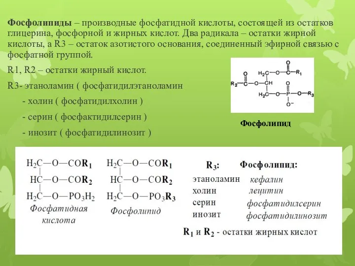 Фосфолипиды – производные фосфатидной кислоты, состоящей из остатков глицерина, фосфорной и