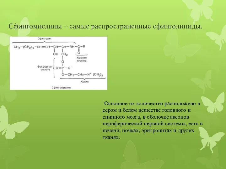 Сфингомиелины – самые распространенные сфинголипиды. Основное их количество расположено в сером