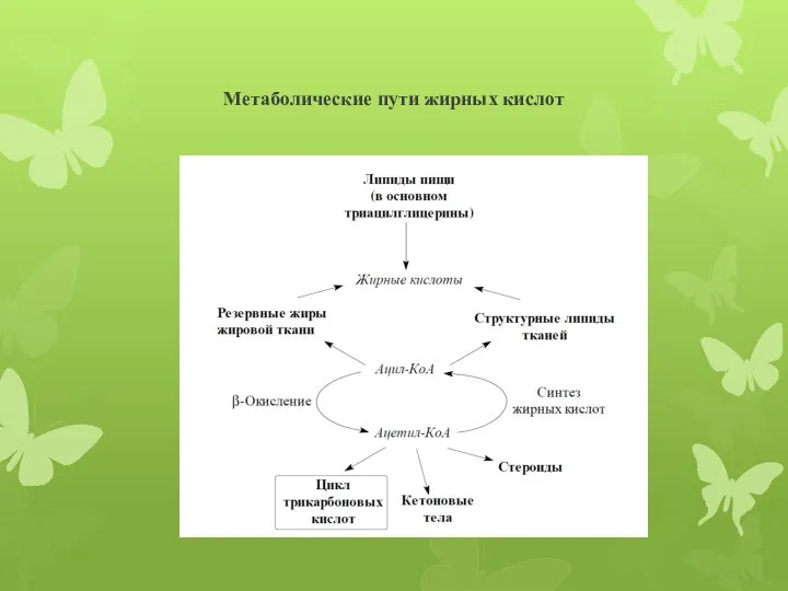 Метаболические пути жирных кислот