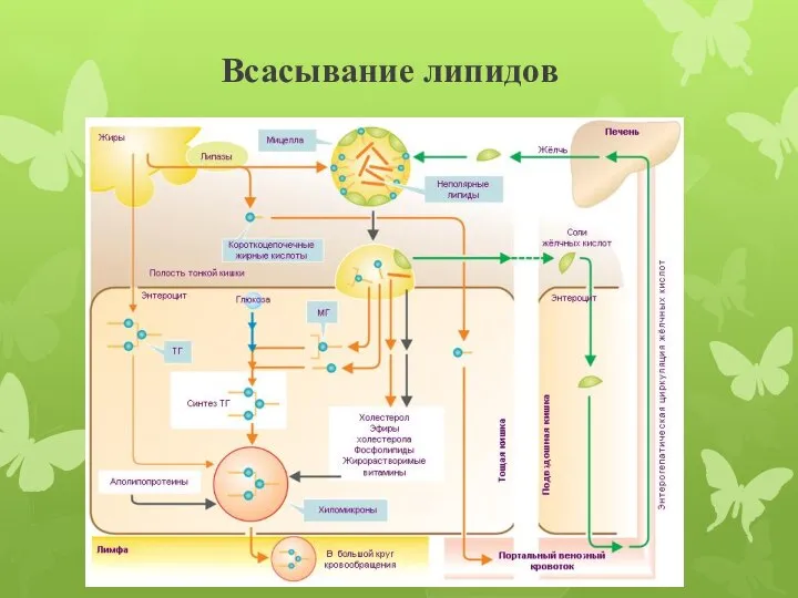 Всасывание липидов