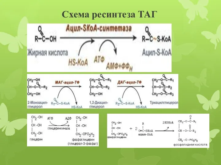 Схема ресинтеза ТАГ