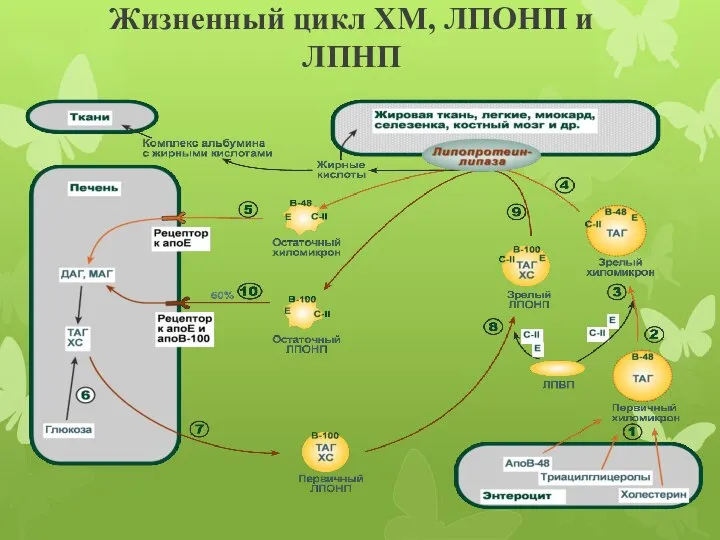 Жизненный цикл ХМ, ЛПОНП и ЛПНП