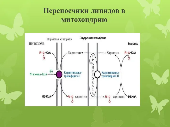 Переносчики липидов в митохондрию