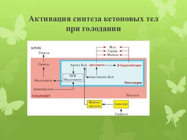 Активация синтеза кетоновых тел при голодании