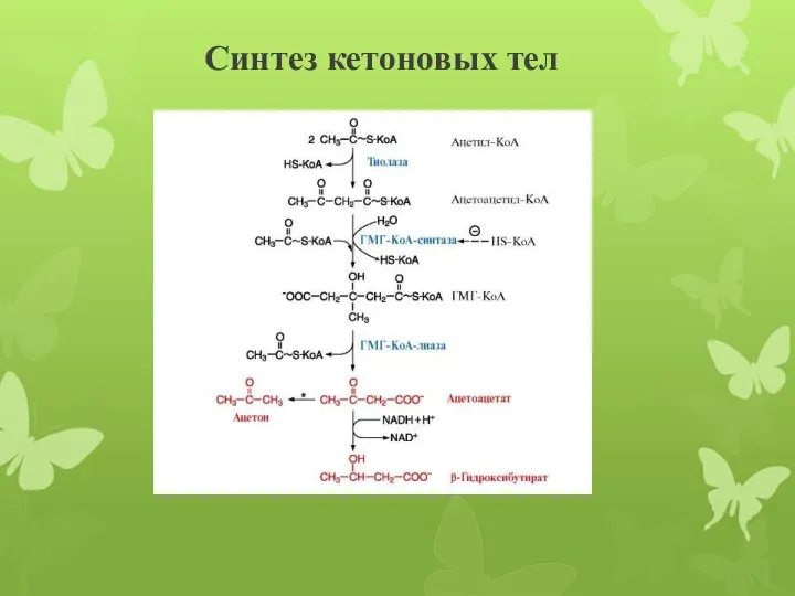 Синтез кетоновых тел