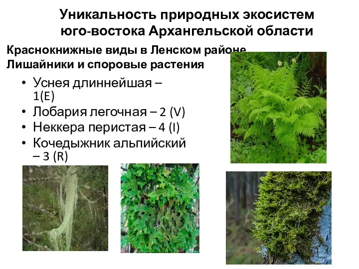 Краснокнижные виды в Ленском районе Лишайники и споровые растения Уснея длиннейшая