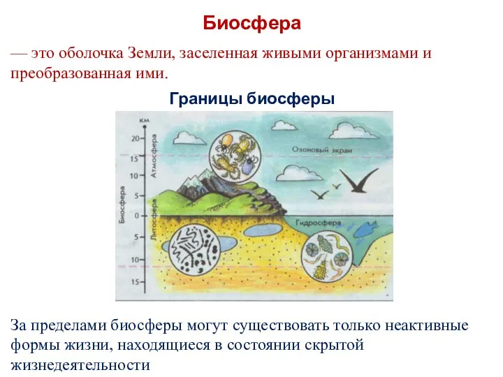 Биосфера — это оболочка Земли, заселенная живыми организмами и преобразованная ими.