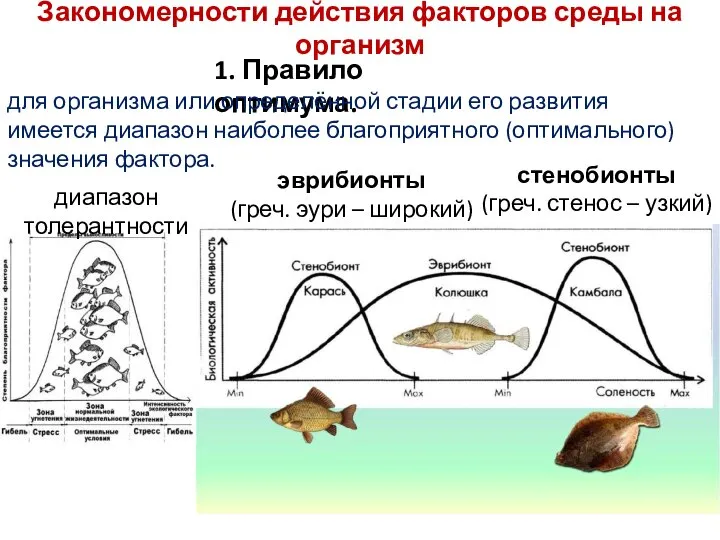 Закономерности действия факторов среды на организм 1. Правило оптимума. для организма