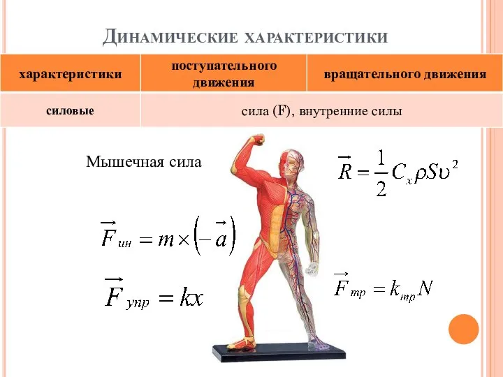 Динамические характеристики Мышечная сила