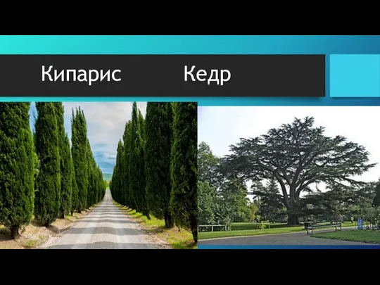 Кипарис Кедр