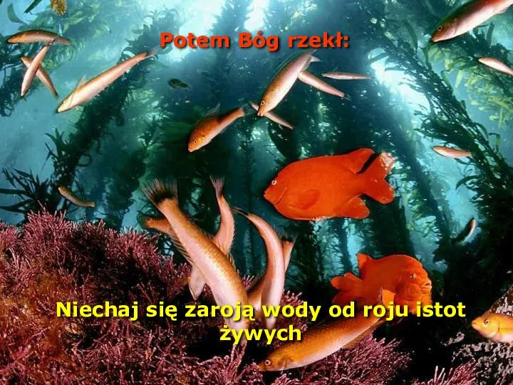 Potem Bóg rzekł: Niechaj się zaroją wody od roju istot żywych