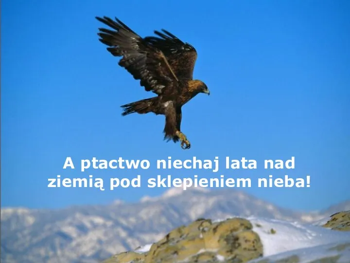 A ptactwo niechaj lata nad ziemią pod sklepieniem nieba!