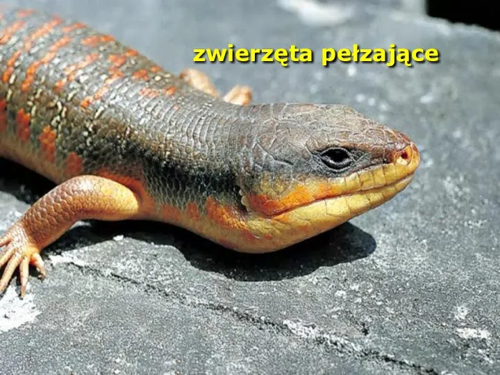 zwierzęta pełzające