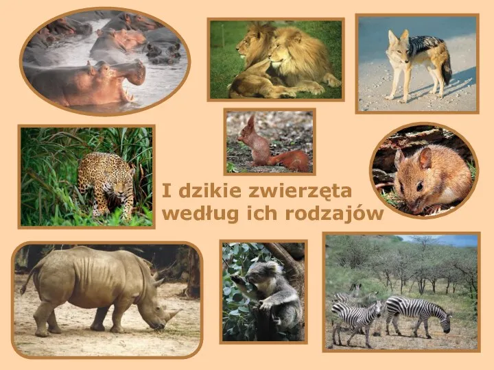 I dzikie zwierzęta według ich rodzajów