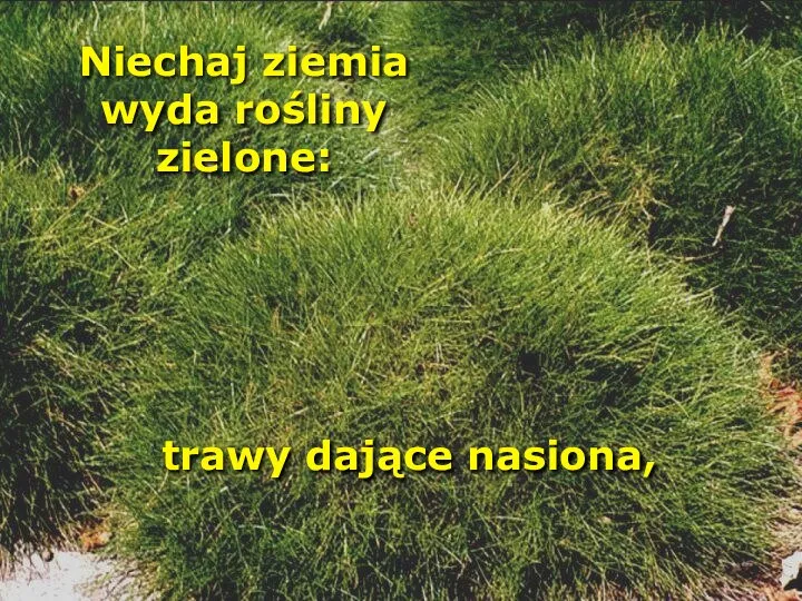 Niechaj ziemia wyda rośliny zielone: trawy dające nasiona,