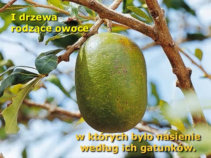 I drzewa rodzące owoce w których było nasienie według ich gatunków.