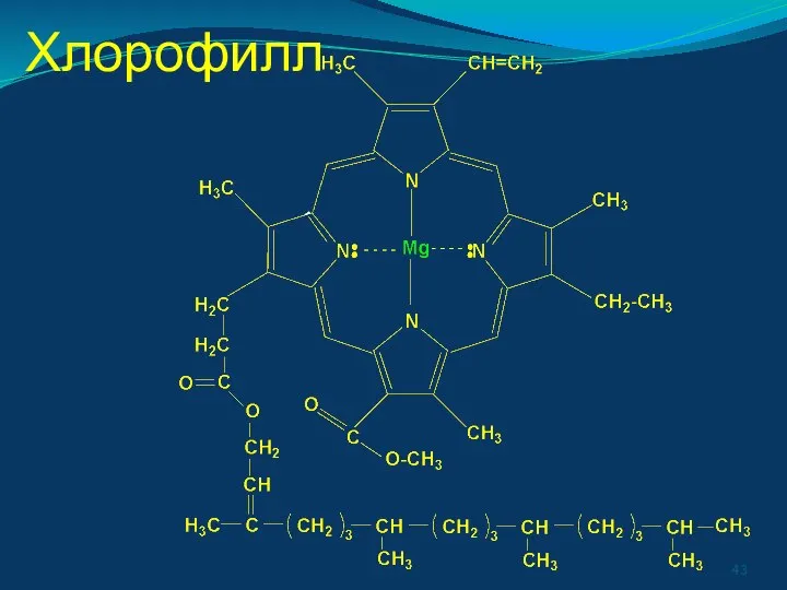 Хлорофилл