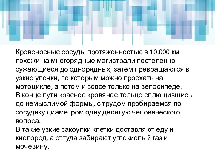 Кровеносные сосуды протяженностью в 10.000 км похожи на многорядные магистрали постепенно