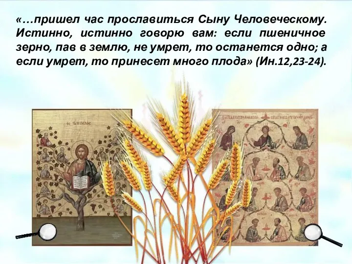 «…пришел час прославиться Сыну Человеческому. Истинно, истинно говорю вам: если пшеничное