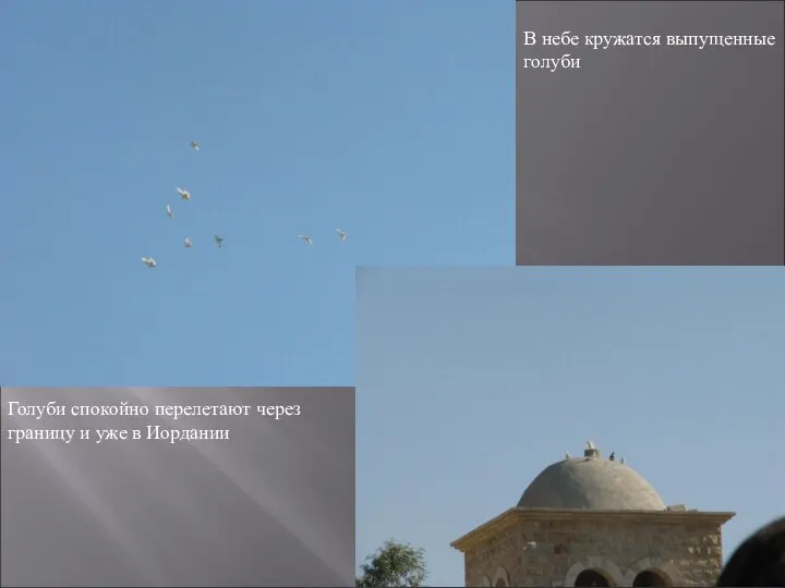 В небе кружатся выпущенные голуби Голуби спокойно перелетают через границу и уже в Иордании