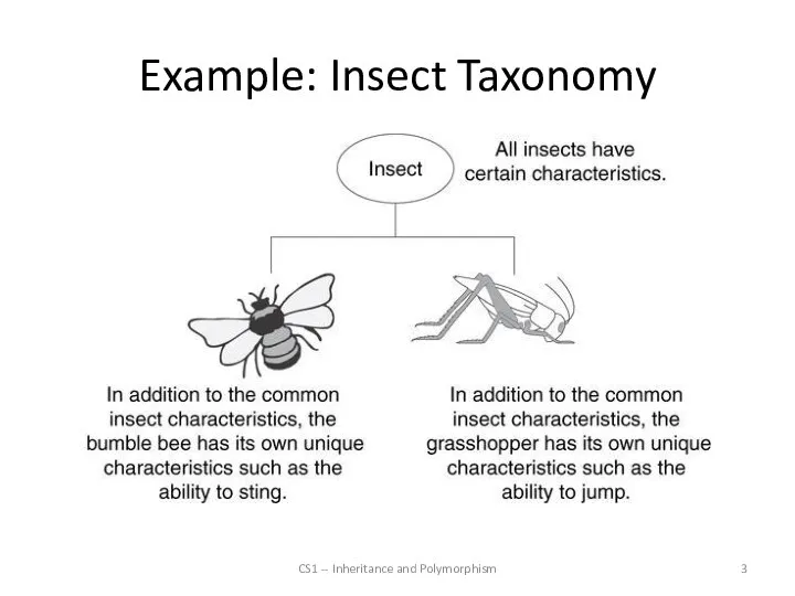 Example: Insect Taxonomy CS1 -- Inheritance and Polymorphism