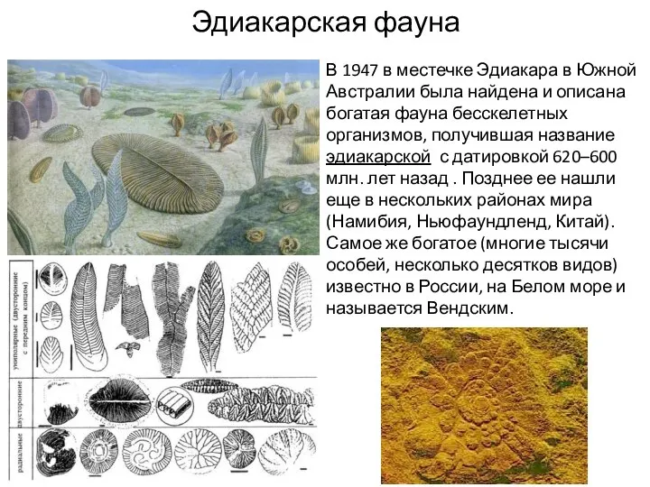 Эдиакарская фауна В 1947 в местечке Эдиакара в Южной Австралии была