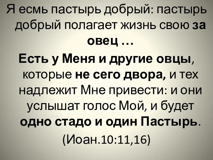 Я есмь пастырь добрый: пастырь добрый полагает жизнь свою за овец