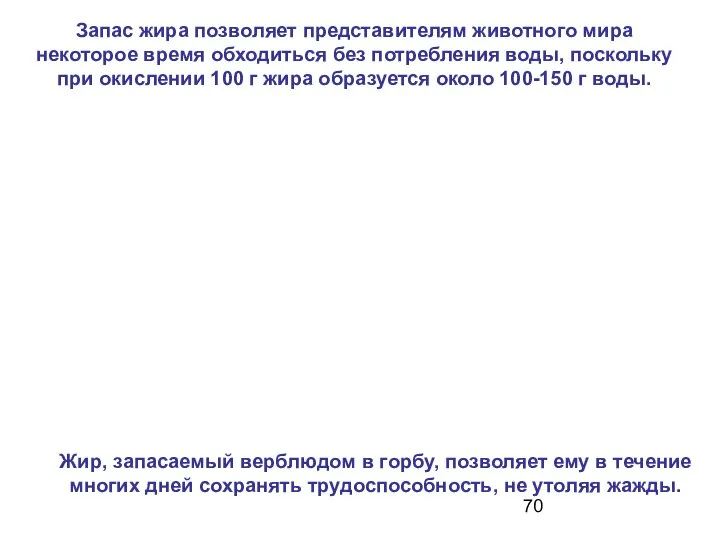 Запас жира позволяет представителям животного мира некоторое время обходиться без потребления