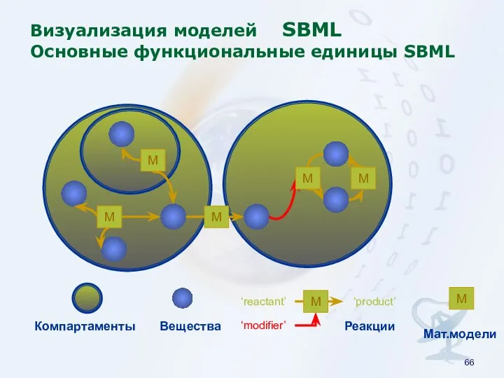 ‘reactant’ Визуализация моделей SBML Основные функциональные единицы SBML Компартаменты Вещества Реакции
