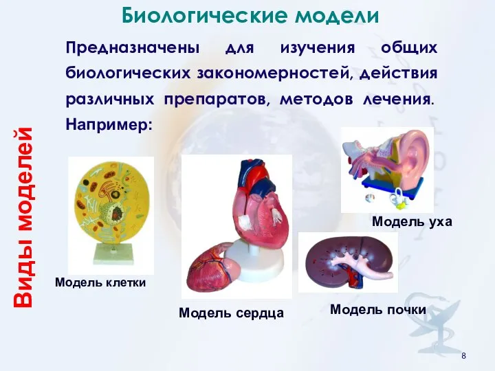 Модель клетки Модель почки Модель сердца Биологические модели Предназначены для изучения