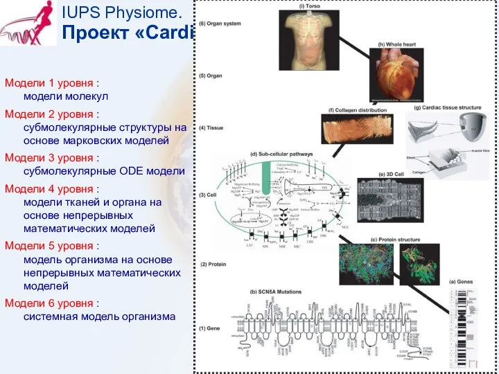 IUPS Physiome. Проект «Cardiom» Модели 1 уровня : модели молекул Модели