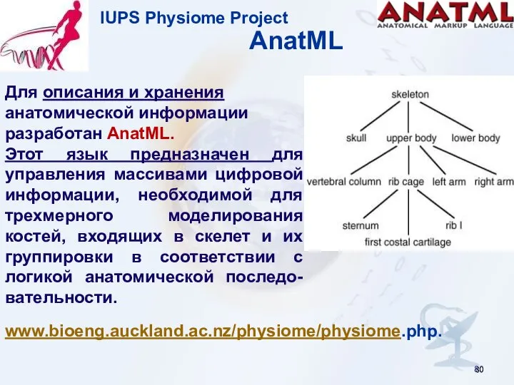 IUPS Physiome Project AnatML Для описания и хранения анатомической информации разработан