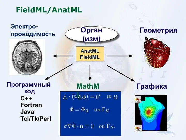 FieldML/AnatML AnatML FieldML Программный код MathML Графика Орган(изм) C++ Fortran Java Tcl/Tk/Perl Геометрия Электро- проводимость