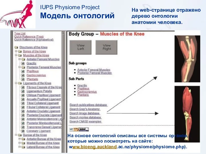 IUPS Physiome Project Модель онтологий На основе онтологий описаны все системы