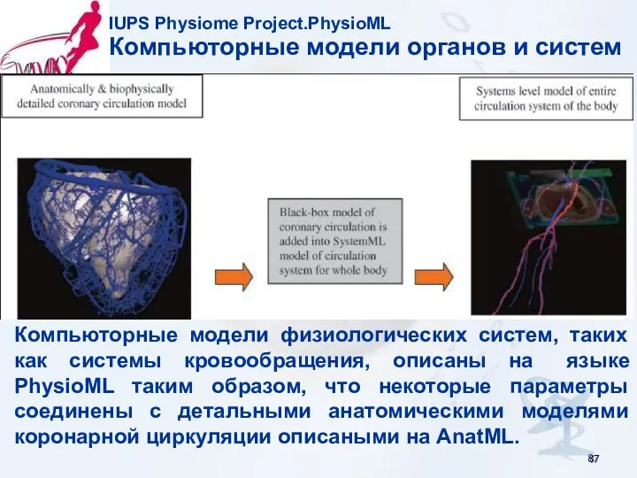 IUPS Physiome Project.PhysioML Компьюторные модели органов и систем Компьюторные модели физиологических