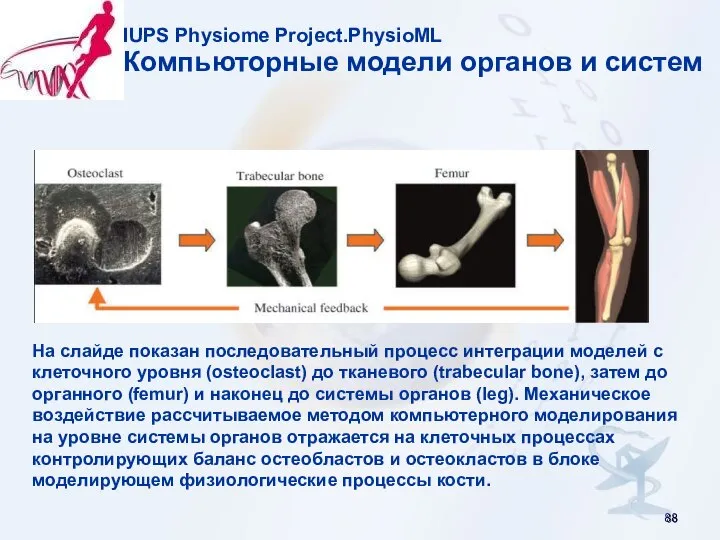 IUPS Physiome Project.PhysioML Компьюторные модели органов и систем На слайде показан